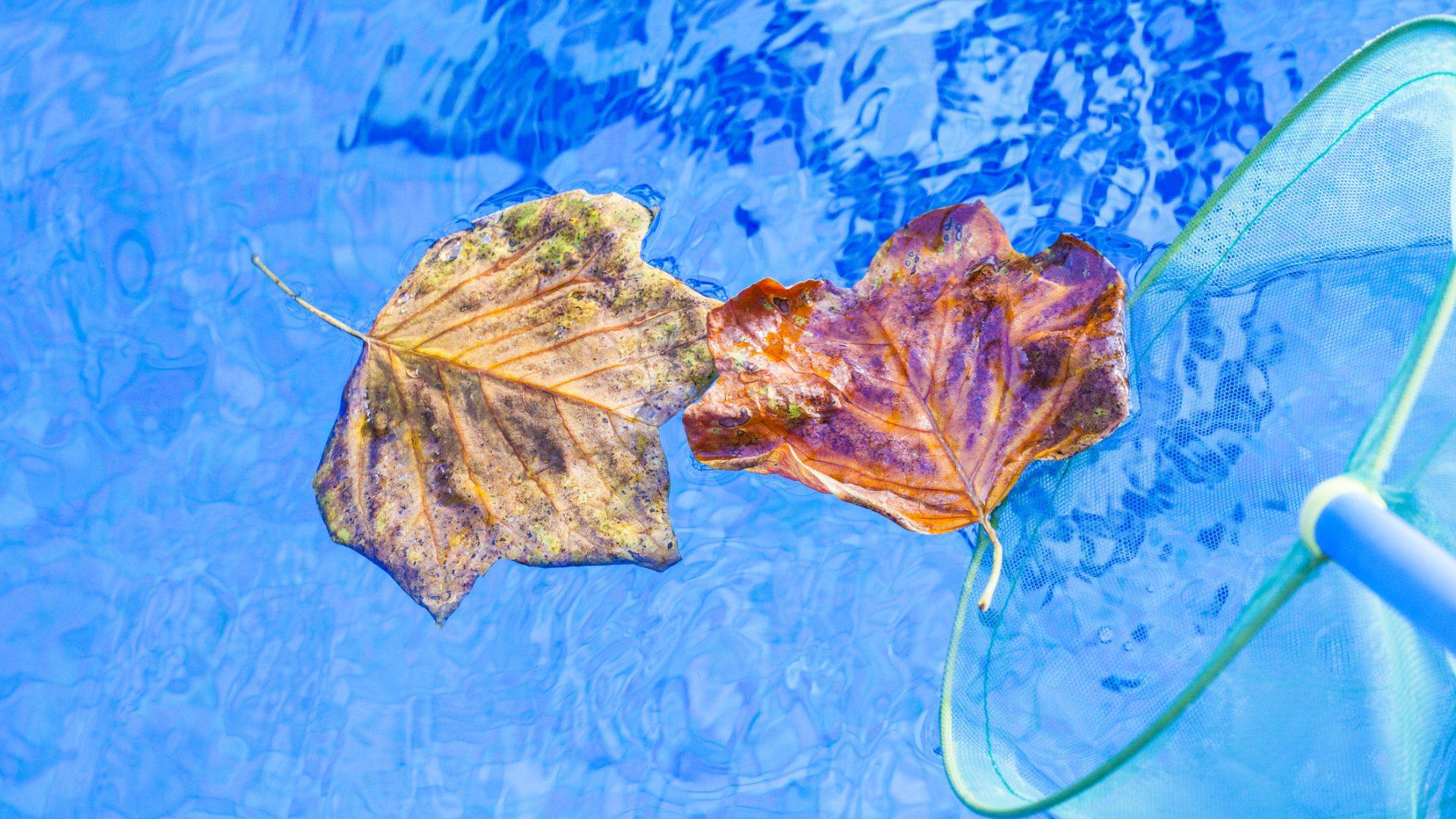 Fall leaves in pool shows it might be the right time to close your pool