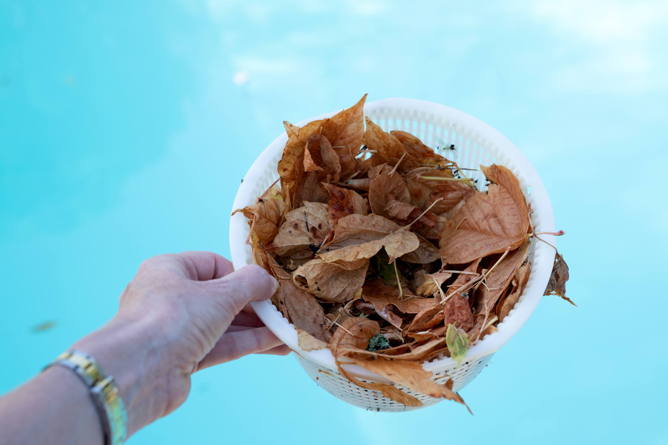 A hand is holding a pool skimmer basket full of leaves over pool water.
